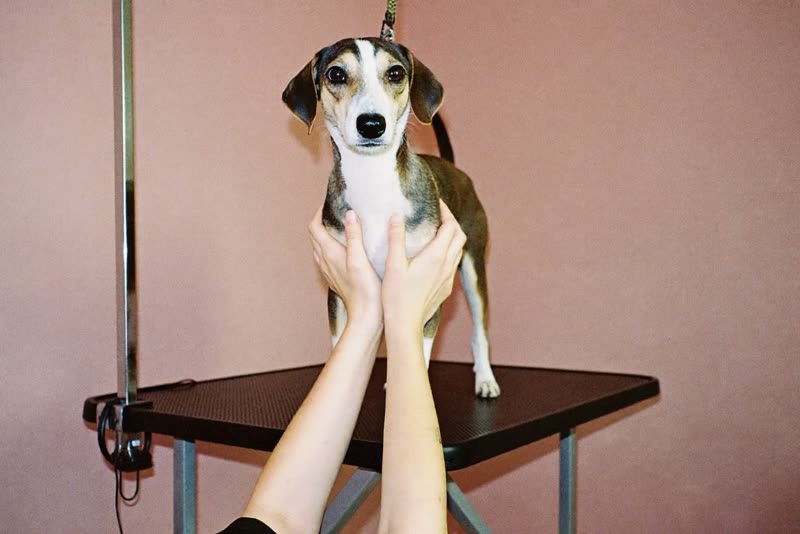 A small dog standing calmly on a grooming table, steadied by a groomer's hands