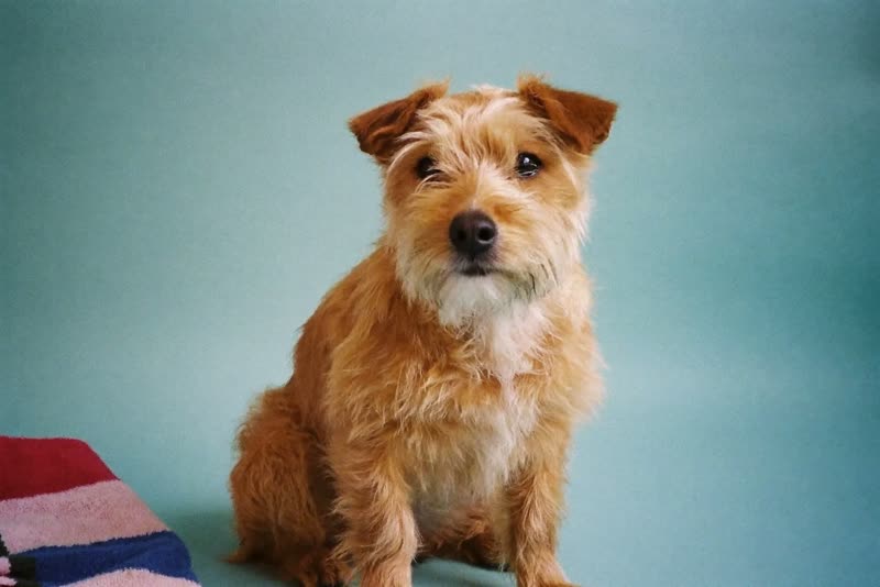 A small scruffy terrier sitting beside a folded towel, waiting