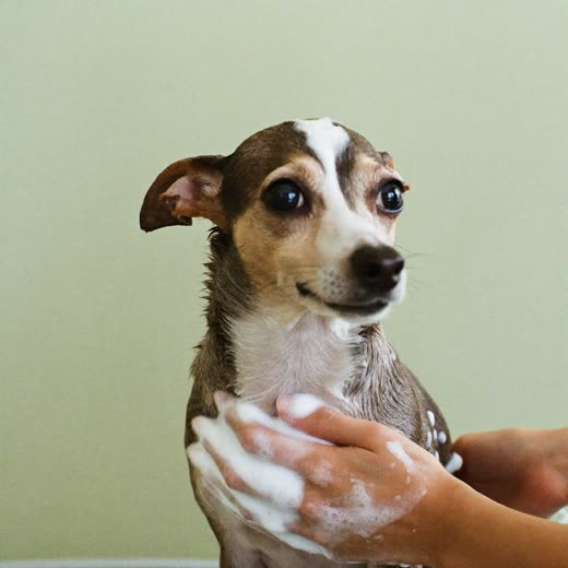 A small dog being lathered with shampoo during a bath
